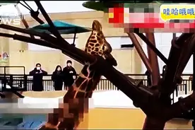 实拍悲催长颈鹿脖子被死死卡在树杈上无法动弹图片