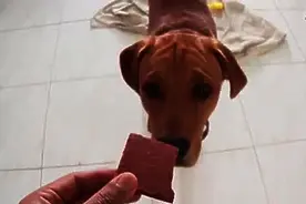 狗狗非常讨厌主人给它买的羊肉干，看它的反应，一脸嫌弃的样子图片