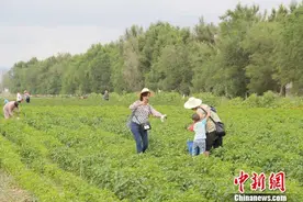 新疆兵团蔬菜采摘园进入采摘季 游客纷至沓来（图）图片