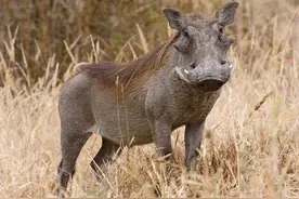 凶神恶煞的野猪，竟有数月不喝水的，獠牙尖竟往自己脑门长图片