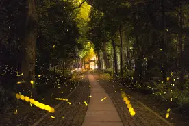 最热的夏天，云栖竹径竟有许多萤火虫夜夜飞舞！太美！图片