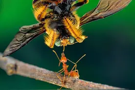 印尼蚂蚁轻松举起体形大其5倍蜜蜂图片