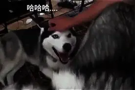 家里已经有一只哈士奇，主人又领养了一只，结果原来那只吃醋了！图片