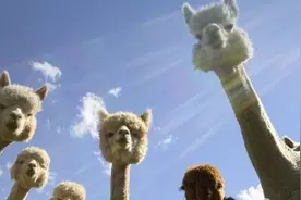 婚恋专家：属羊的人命该单身，除非结婚是为了爱情 | 国产洋葱图片