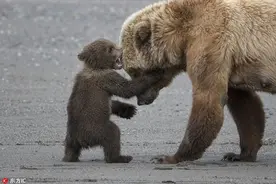 全能妈妈！美国棕熊妈妈照顾熊孩子似做“普拉提”图片