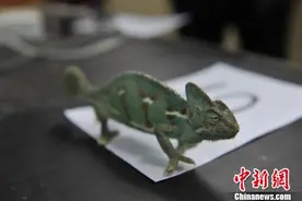 云南森林警方破获一起特大网络贩卖野生动物及制品案图片