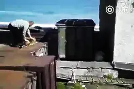 TMD！这个男的居然把活生生的哈士奇丢给狗熊咬！图片