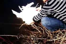 天鹅恩爱秀缠绵 结果脖子缠一起解不开了图片