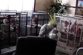 当鹦鹉听到音乐跳舞时，我开心地笑了视频封面