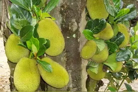 菠萝蜜怎么吃？菠萝蜜的功效与作用图片