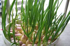 蒜苗的营养价值-吃蒜苗有什么好处图片