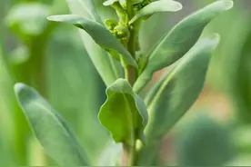 板蓝根的功效与作用 用药需注意五禁忌图片