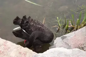 黑天鹅怎么分公母