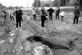 3头牛被3万只蜜蜂群攻活活蛰死 网友：招蜂引蝶的牛魔王图片