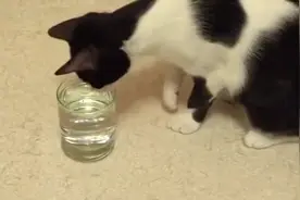 猫咪对一杯苏打水的好奇心有多大？视频封面