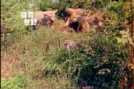 五条野狼大战皮厚肉食的美洲獾，名字带个獾字的都不是盖的