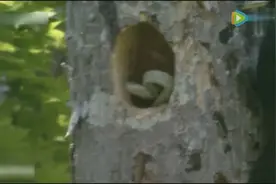 一条大蛇向树洞爬去想吃小鸟，啄木鸟回来大战三百回合，太精彩了视频封面