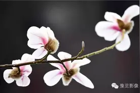 郑州，醉在春天里！图片