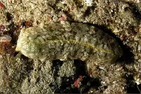 简单粗暴！海兔图鉴大全！图片