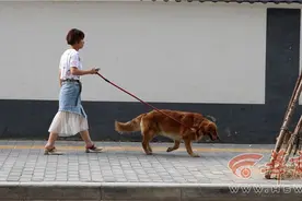 西安多个小区可见流浪狗游荡 举报请打这个电话图片