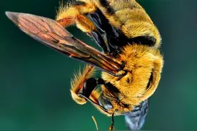 难以置信！蚂蚁扛着比自己重40倍的蜜蜂回巢图片