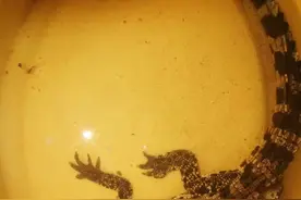 嘉陵江惊现湾鳄 有较强攻击性疑似人为放生图片