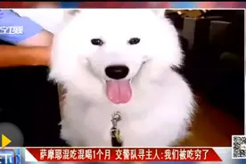 萨摩耶吃穷交警队 警察发微博寻主人直呼养不起图片