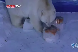 专属“冰蛋糕” 极地动物度夏有“凉”策图片