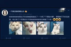 成都有只猫“割双眼皮”，一跃成网红！手术后判若两猫萌化网友图片