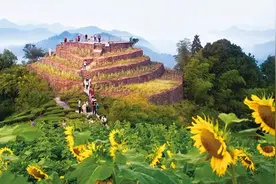 葵花朵朵迎客来图片