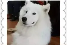 在青岛交警队混吃混喝一个月的这只萨摩耶，今天下午要认主人了！图片