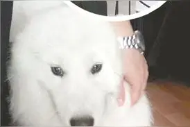 网红萨摩耶找到主人 被鞭炮声吓得“离家出走”图片