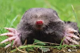 欢迎来到穴居动物的家图片