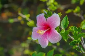 木槿，蜀葵，锦葵、草芙蓉，这四姐妹花你还分不清吗？图片