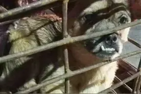 爱狗人士拦截无证运狗车，108只土狗被救下图片