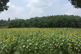 绿树成荫 花海片片 “全域旅游看中国·绿水青山浙江行” 走进兰溪诸葛八卦村图片