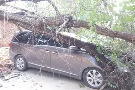 郑州一40年树龄大榆树轰然倒地 3辆车被砸图片