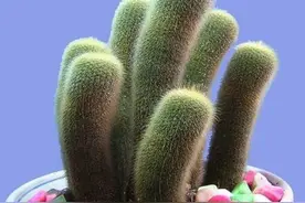 植物百科｜仙人球图片