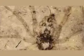 揭秘史上八大最珍贵化石：史前巨蟒可吞食恐龙图片