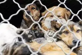 爱狗人士冒充警察去救狗 “警车”出发5分钟就被拦！数数他们犯了哪些法？图片