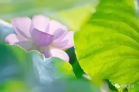 「花语」炉桥的荷！图片