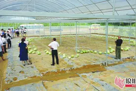 临沂：一棵藤结了200个西瓜图片