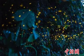 西双版纳开展禁捕萤火虫工作 村民自发焚烧捕虫工具图片