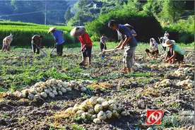 图说新闻丨百合富农家图片
