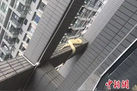 昆明一小区现国家一级保护动物黄金蟒 吓坏居民图片