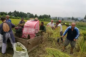 洪雅县三宝镇敬老院：院民齐动手 身体好来又富足图片