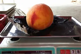 比你脸还大！温岭有人种出2.5斤皇桃，杭州人3000元买走图片