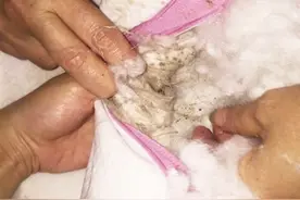 决明子枕内的填充物，究竟是啥？图片