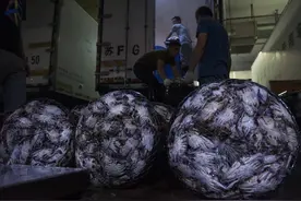 江苏蟹浙江蟹傻傻分不清楚 专家：都是一回事图片