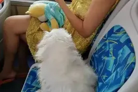 带宠物狗乘车还不让座，狗不懂道理，人也不懂吗？图片